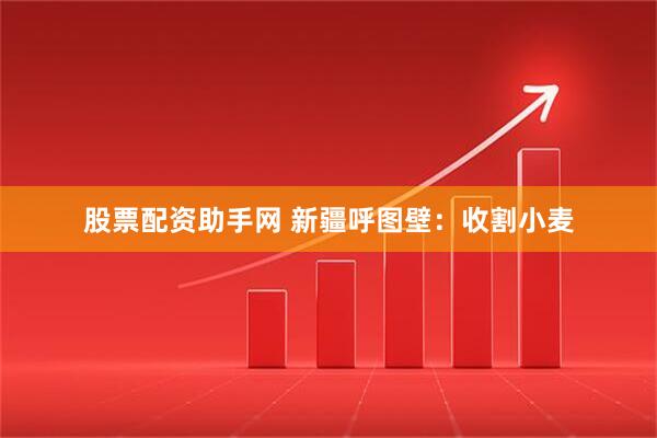 股票配资助手网 新疆呼图壁：收割小麦